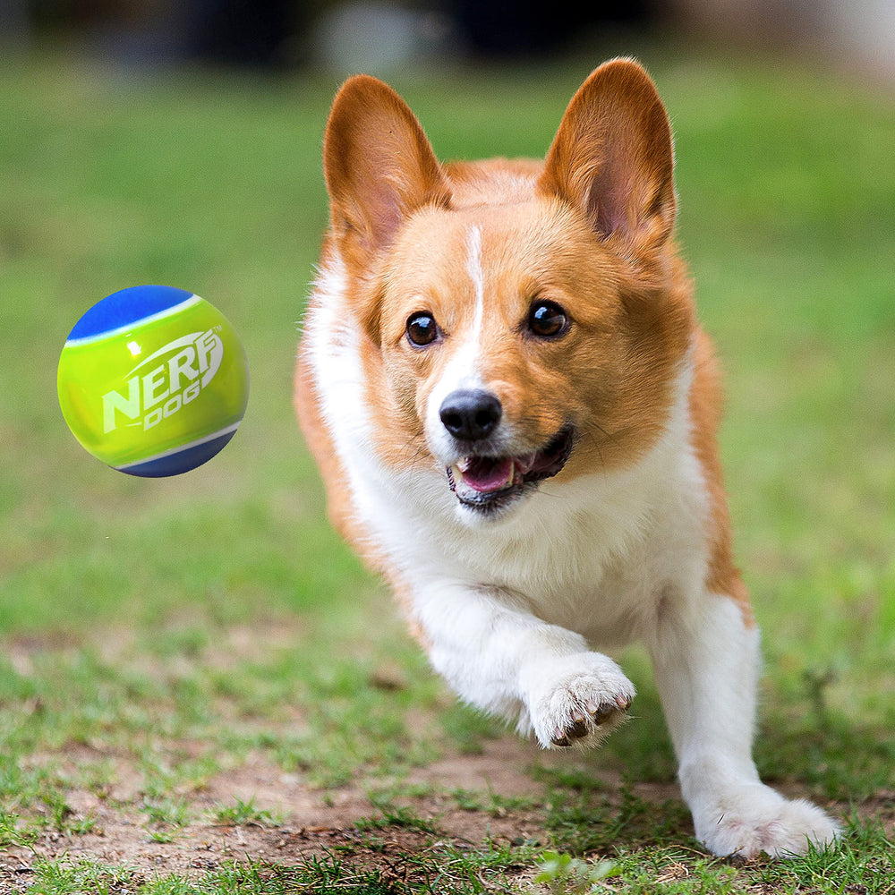 Balle Nerf Dog tennis en caoutchouc brillant fluo, facilement repérable lors des sessions en extérieur.