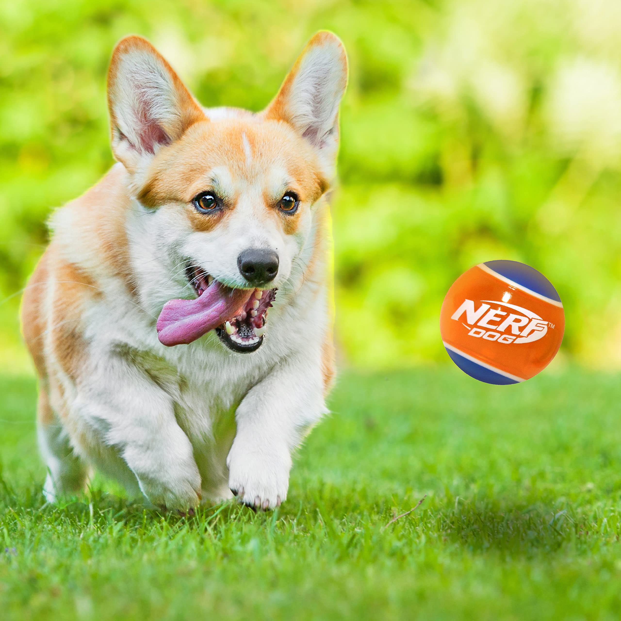 Balle Nerf Dog tennis taille moyenne, convient à la plupart des chiens pour le fetch.