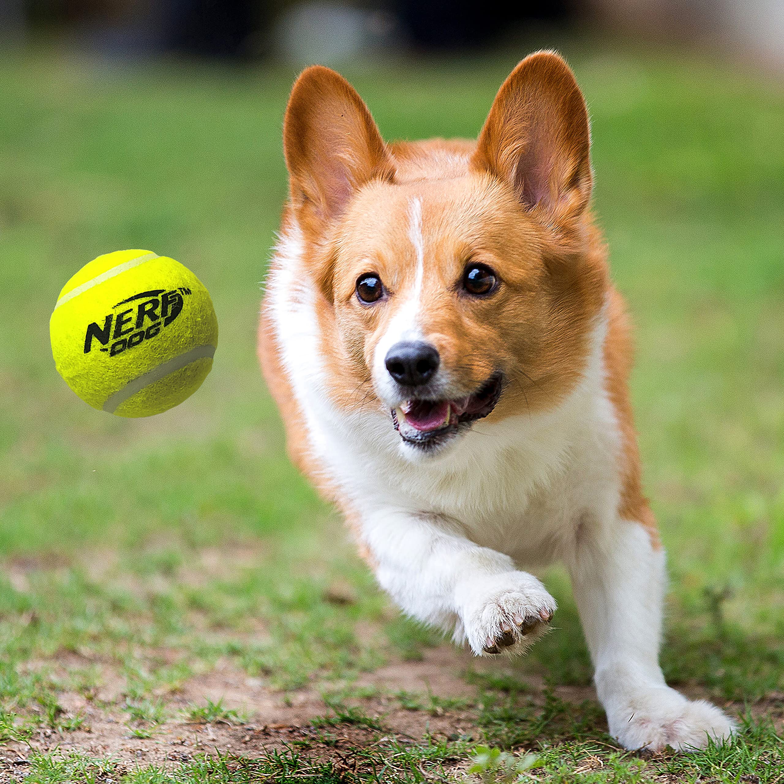 Balles sifflantes Nerf Dog 2,5 pouces pour sessions de fetch