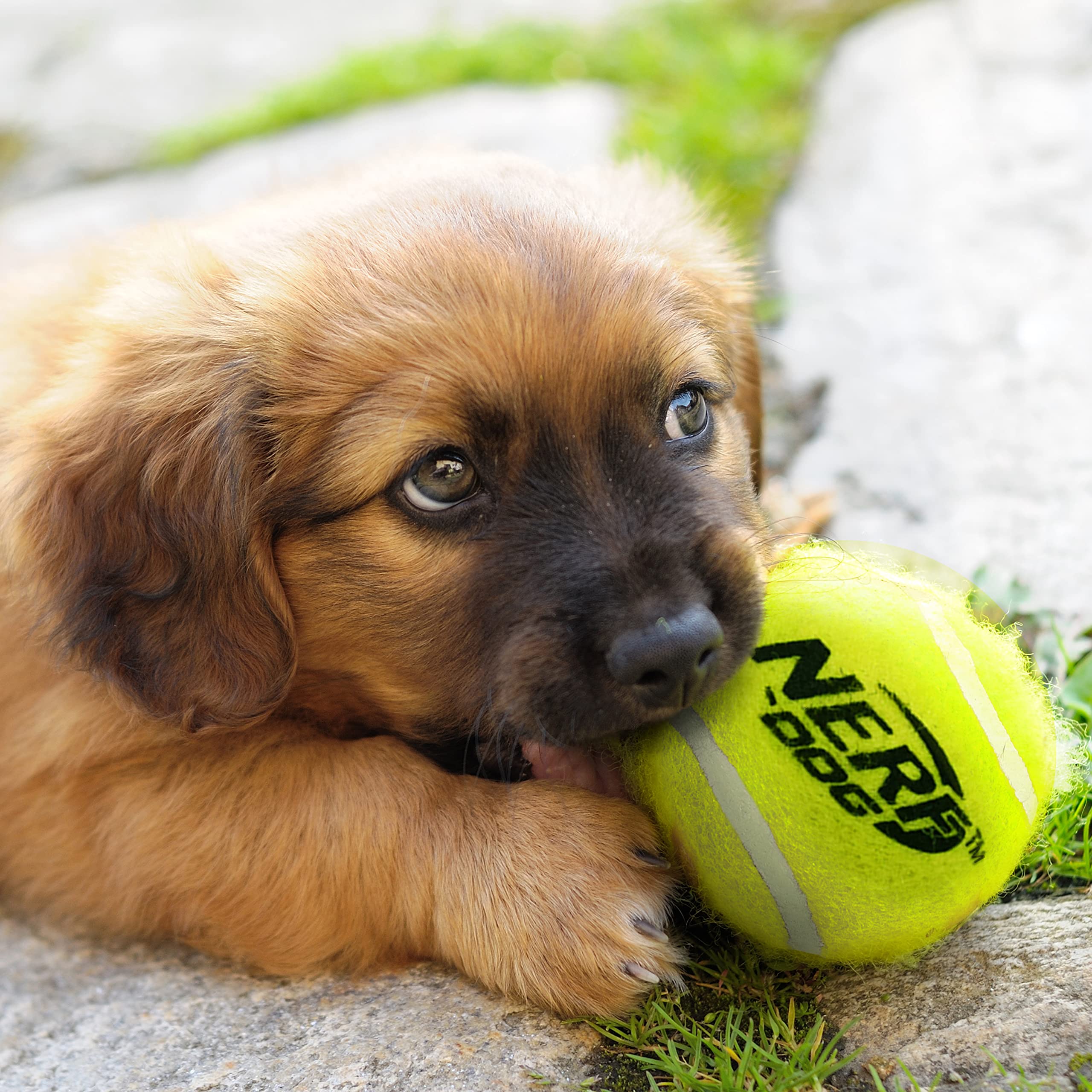 Exercice en plein air avec Nerf Dog pour chiens actifs