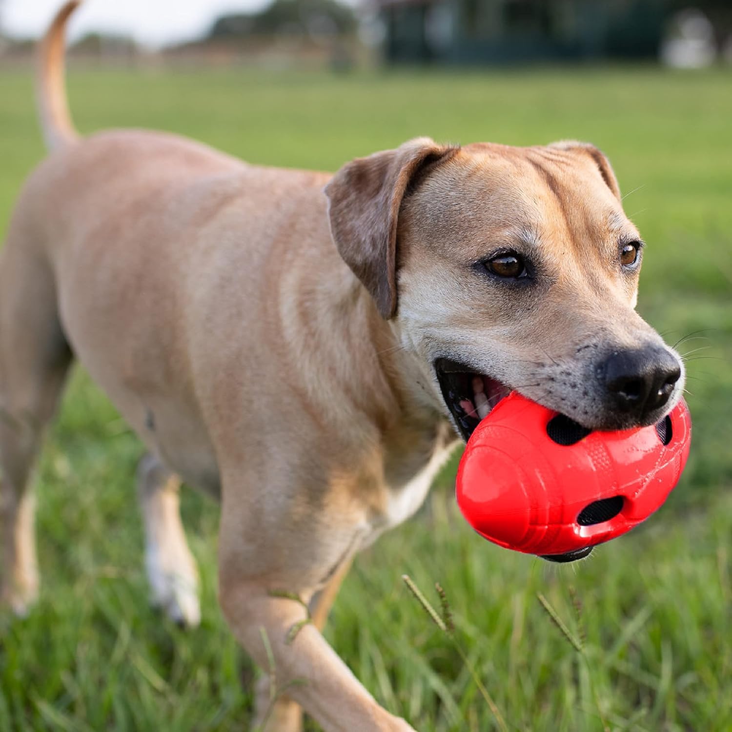 Nerf Dog Football – robuste et résistant à l’eau pour usage extérieur.