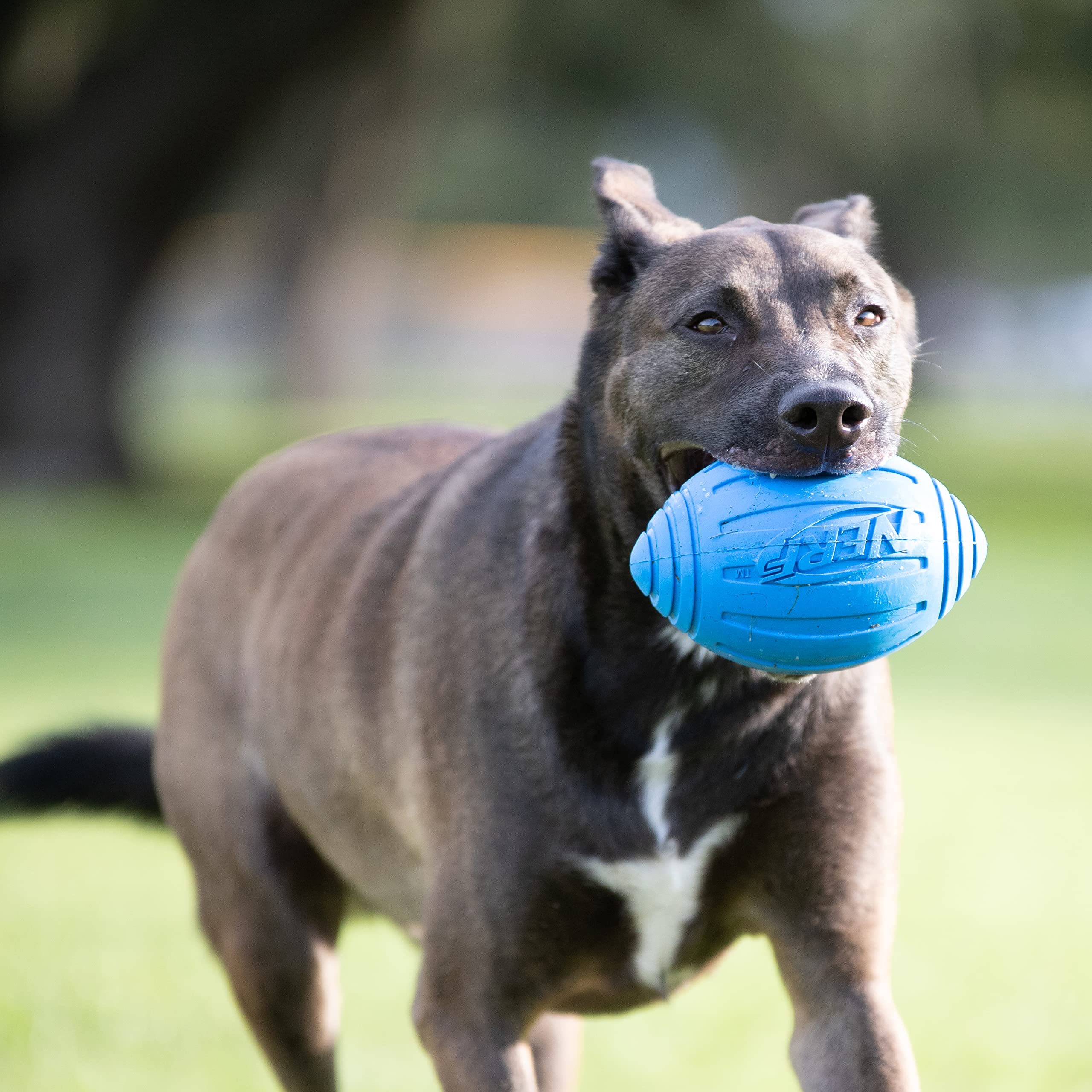 Football rugueux Nerf pour chien bleu, haute visibilité en plein air.