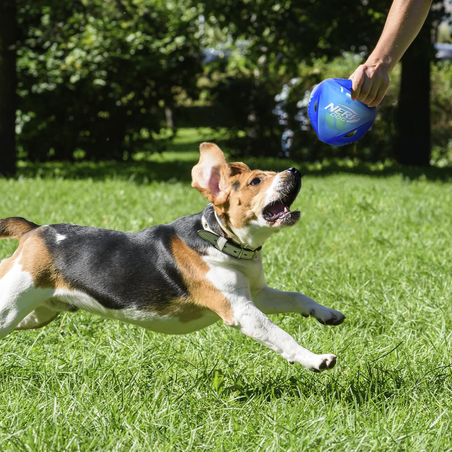 Nerf Dog rumble utilisée à l'intérieur et à l'extérieur pour rapporter et tirer à la corde.