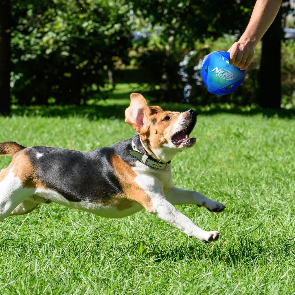 Nerf Dog rumble utilisée à l'intérieur et à l'extérieur pour rapporter et tirer à la corde.