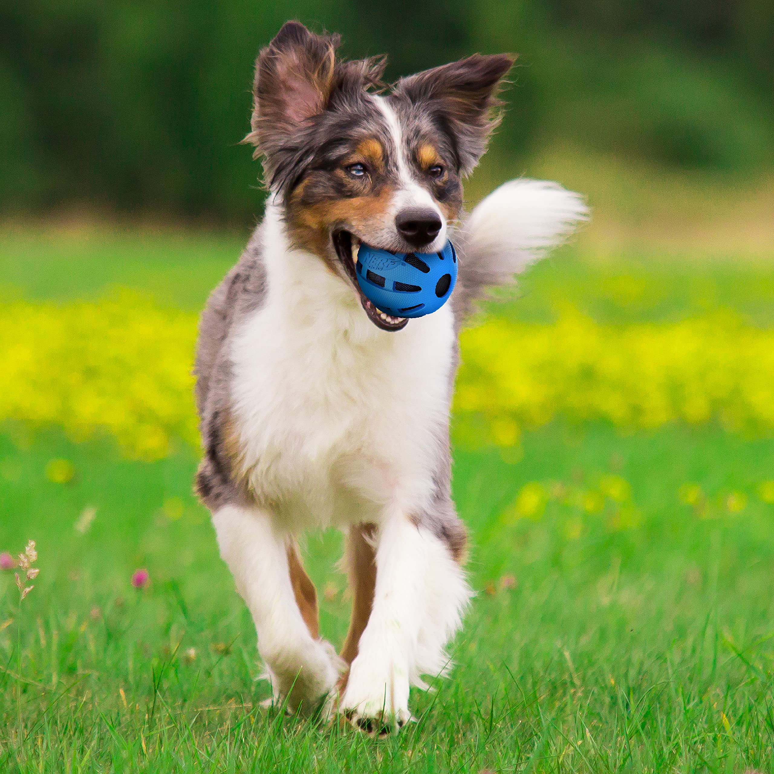 Balle Nerf Dog jouet interactif bleu pour sessions de jeu dynamiques.
