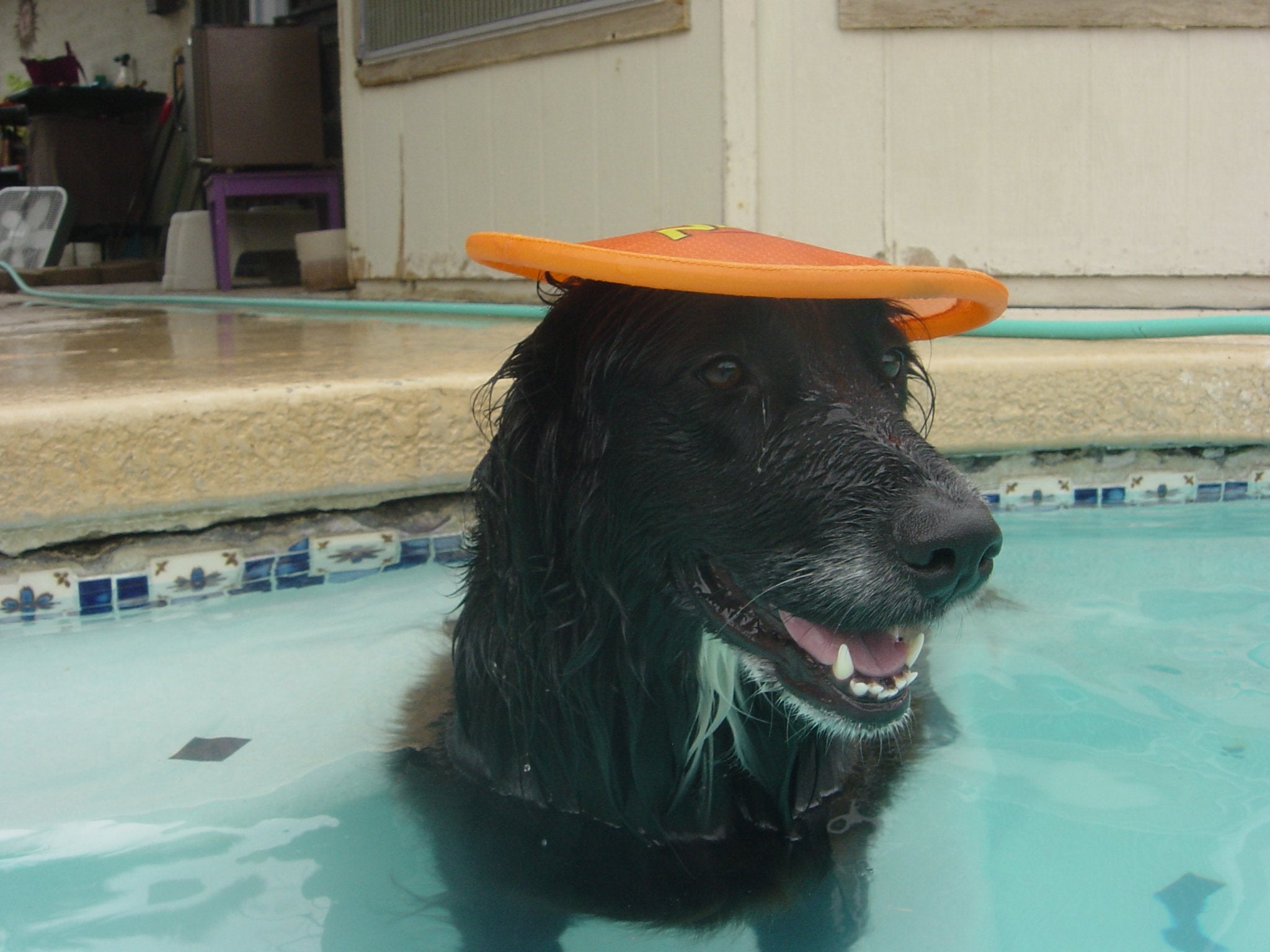 Nerf Dog Nylon Flyer avec revêtement résistant à l'usure et déchirures
