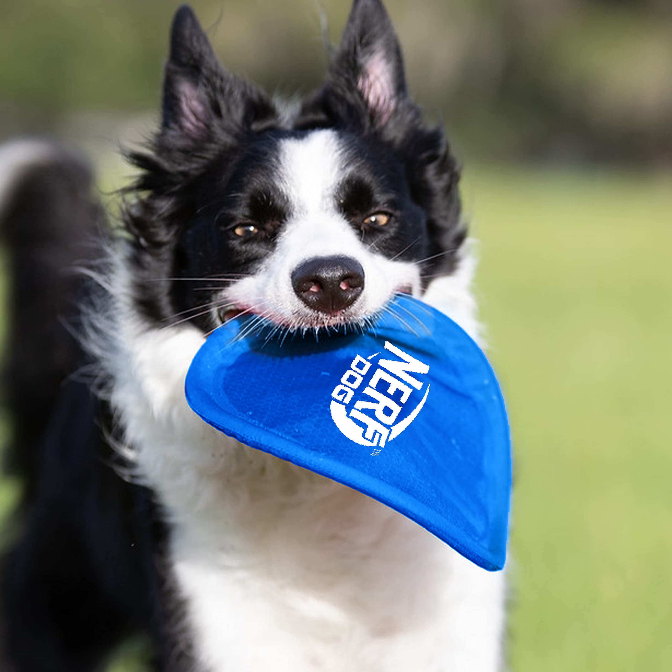 Nerf Dog Nylon Flyer flottant dans l’eau pour jeux nautiques.