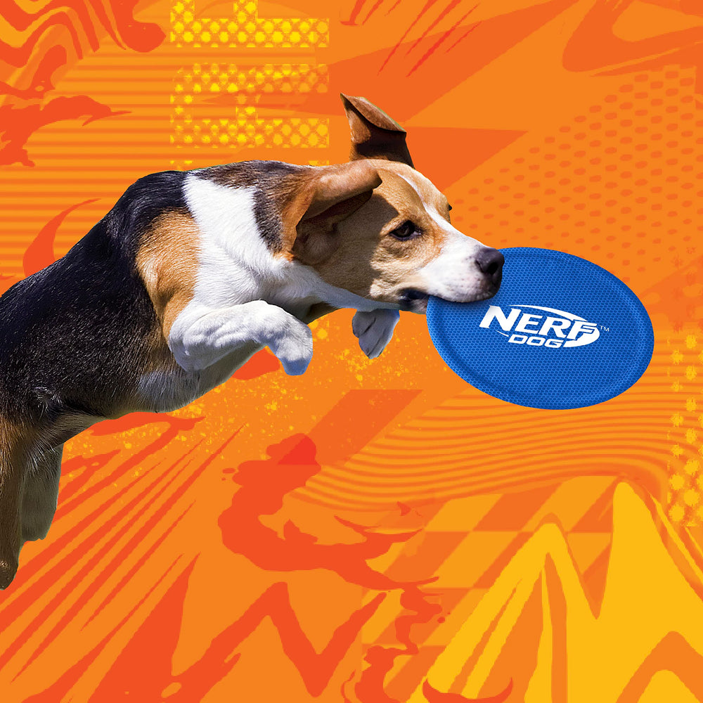 Nerf Dog Nylon Flyer utilisé sur plage et lac pour chiens moyens et grands.