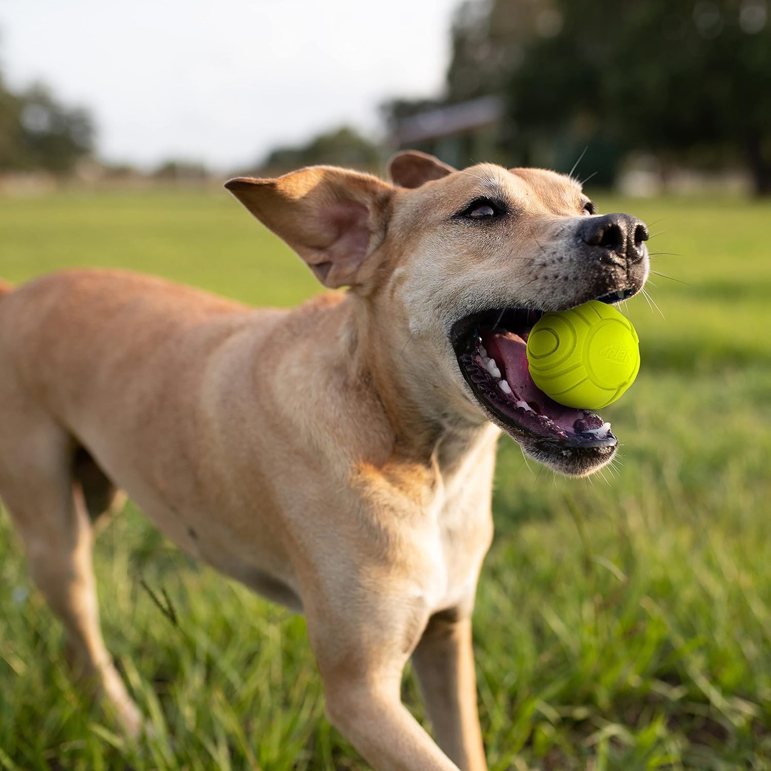 Nerf Dog Sonic Ball, balle orange, résistante à l'eau et légère pour la plage.