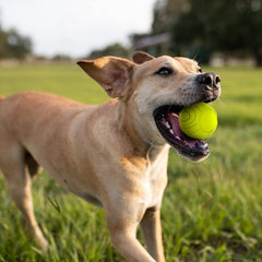 Nerf Dog Sonic Ball, balle orange, résistante à l'eau et légère pour la plage.
