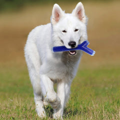 Nerf Dog Stick jeu durable, parfait pour sessions intérieures et extérieures.