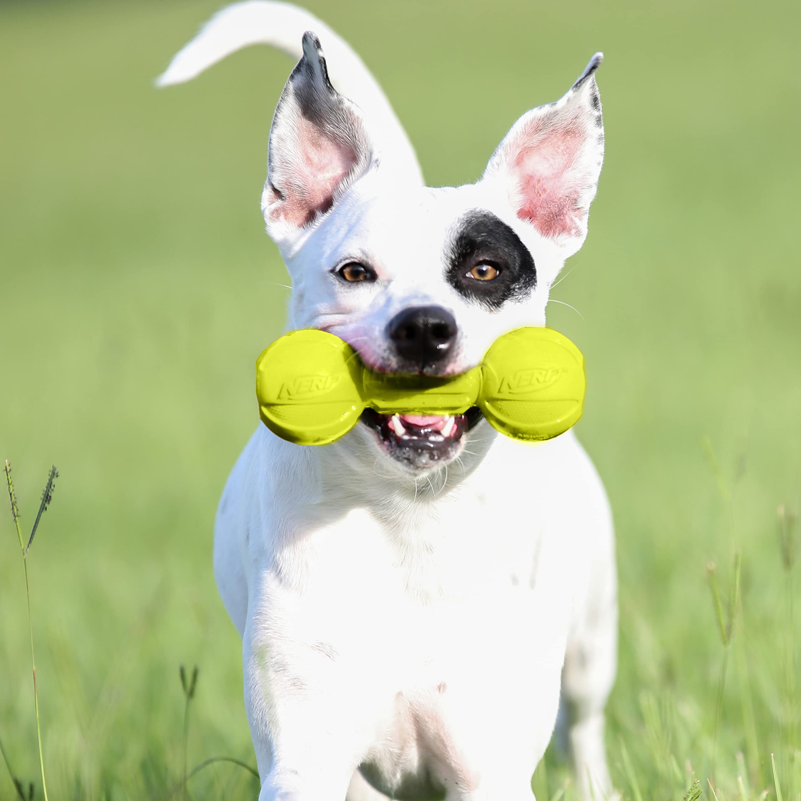 Nerf Dog textures ridées gencives: massage lors du mordillage.