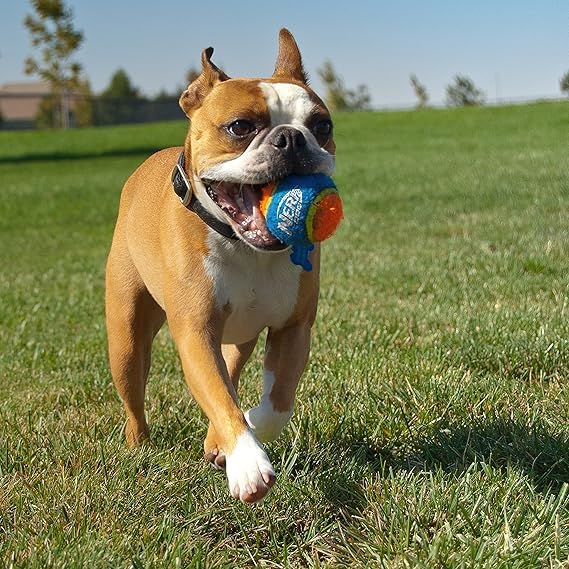 Nerf Dog utilisation-exterieure: jeu en plein air sûr et amusant pour tous les chiens.