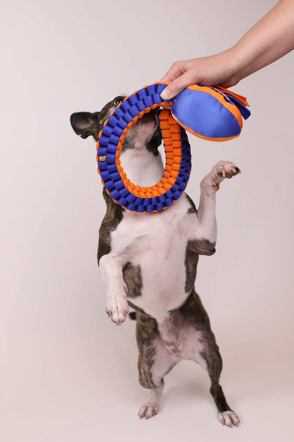 Nerf Dog Vortex, sécurité testée pour un usage prolongé et sûr.