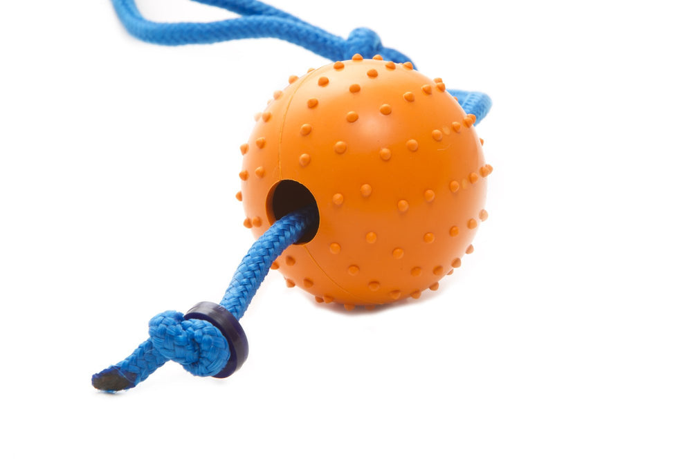 The Nero Ball Classic : jeu extérieur éducatif et lien maître-chien renforcé