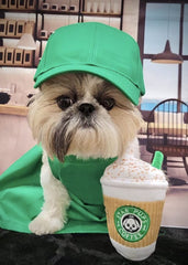Nestpark Pup'kin Latte Épicé, taille parfaite 6,5 pouces pour tous les chiens.