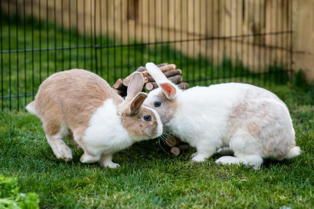 New Country Organics granulés lapin: sans soja, choix sûr pour petites bouches.