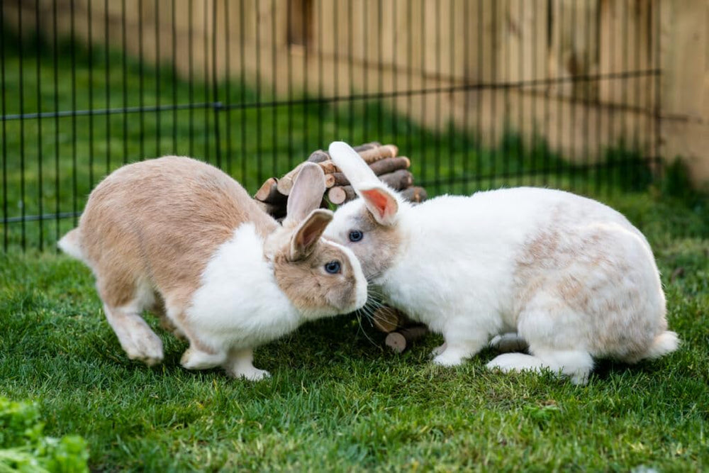 New Country Organics granulés lapin: sans soja, choix sûr pour petites bouches.