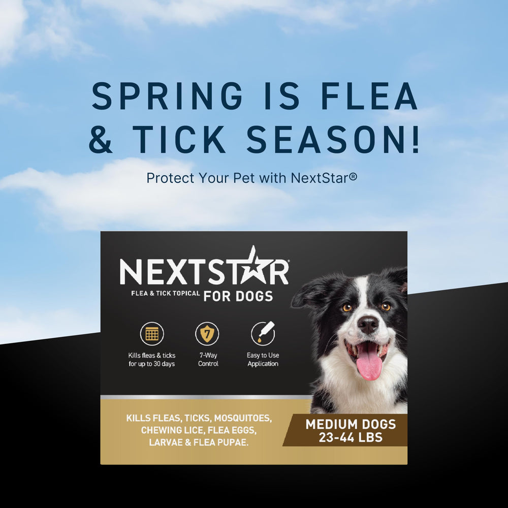 Application NEXTSTAR rapide sur le pelage du chien, protection immédiate.