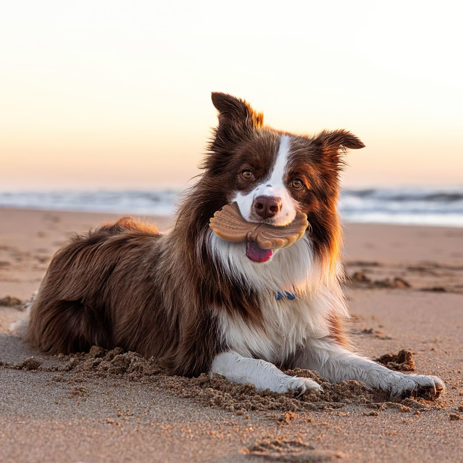 NEZIN design-océanique-homard: jouet coloré pour l'amusement des chiens.