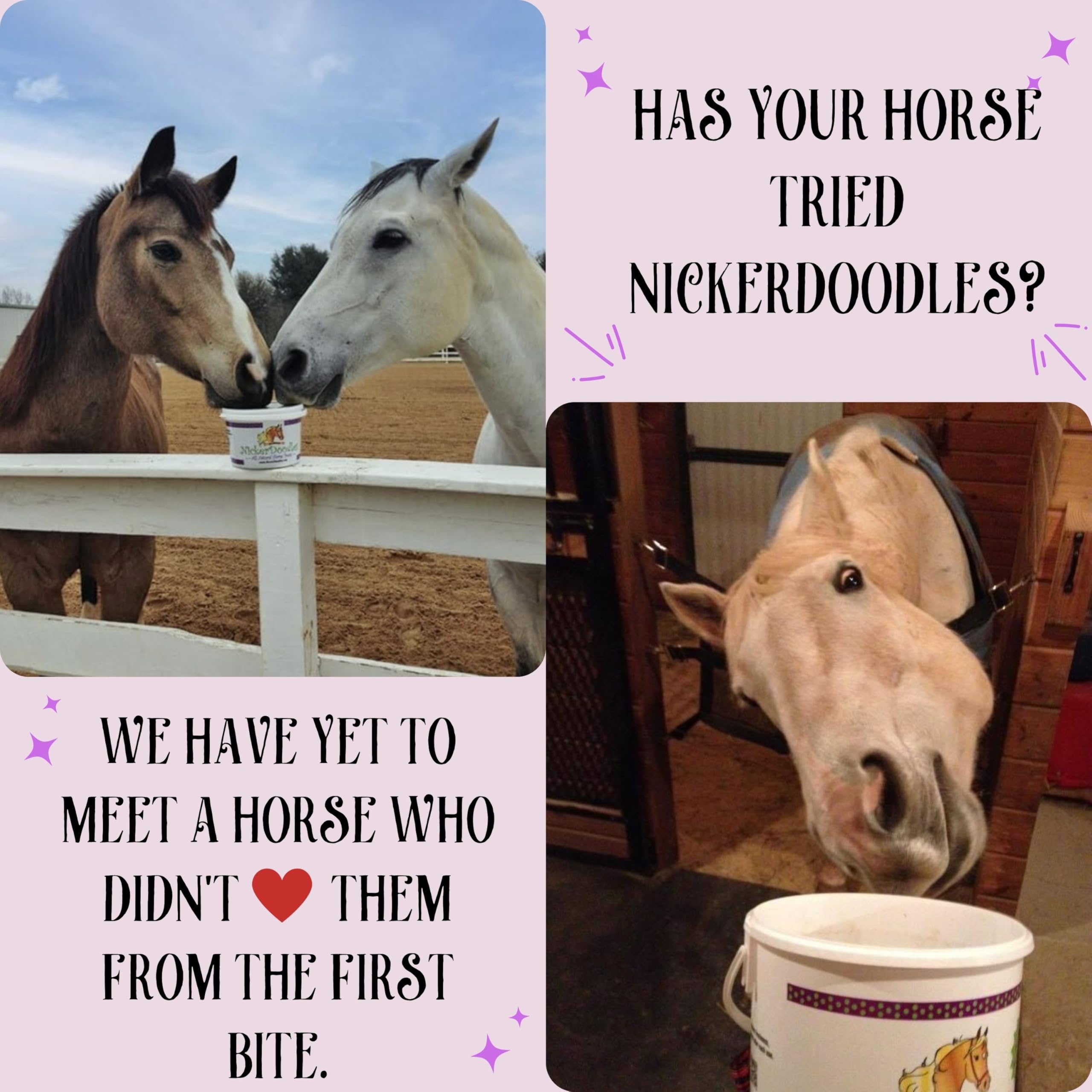 NickerDoodles renforcent le lien cavalier-cheval lors de moments partagés