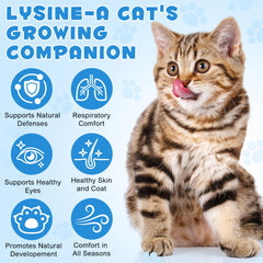 Dosage ajouté à la nourriture humide avec NIFEISHI Lysine pour chats