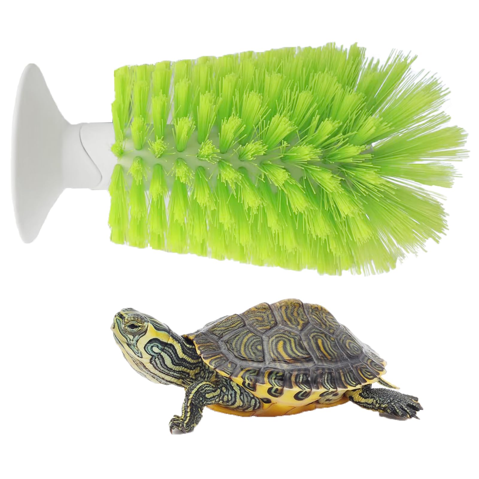 Brosse Turtle Nilioerup: nettoyage doux de la coquille de tortue.