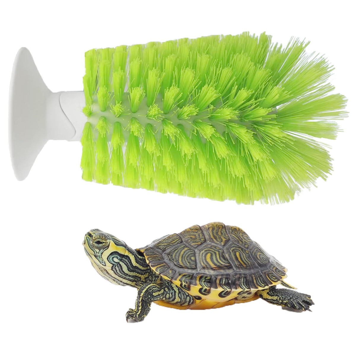 Brosse Turtle Nilioerup: nettoyage doux de la coquille de tortue.
