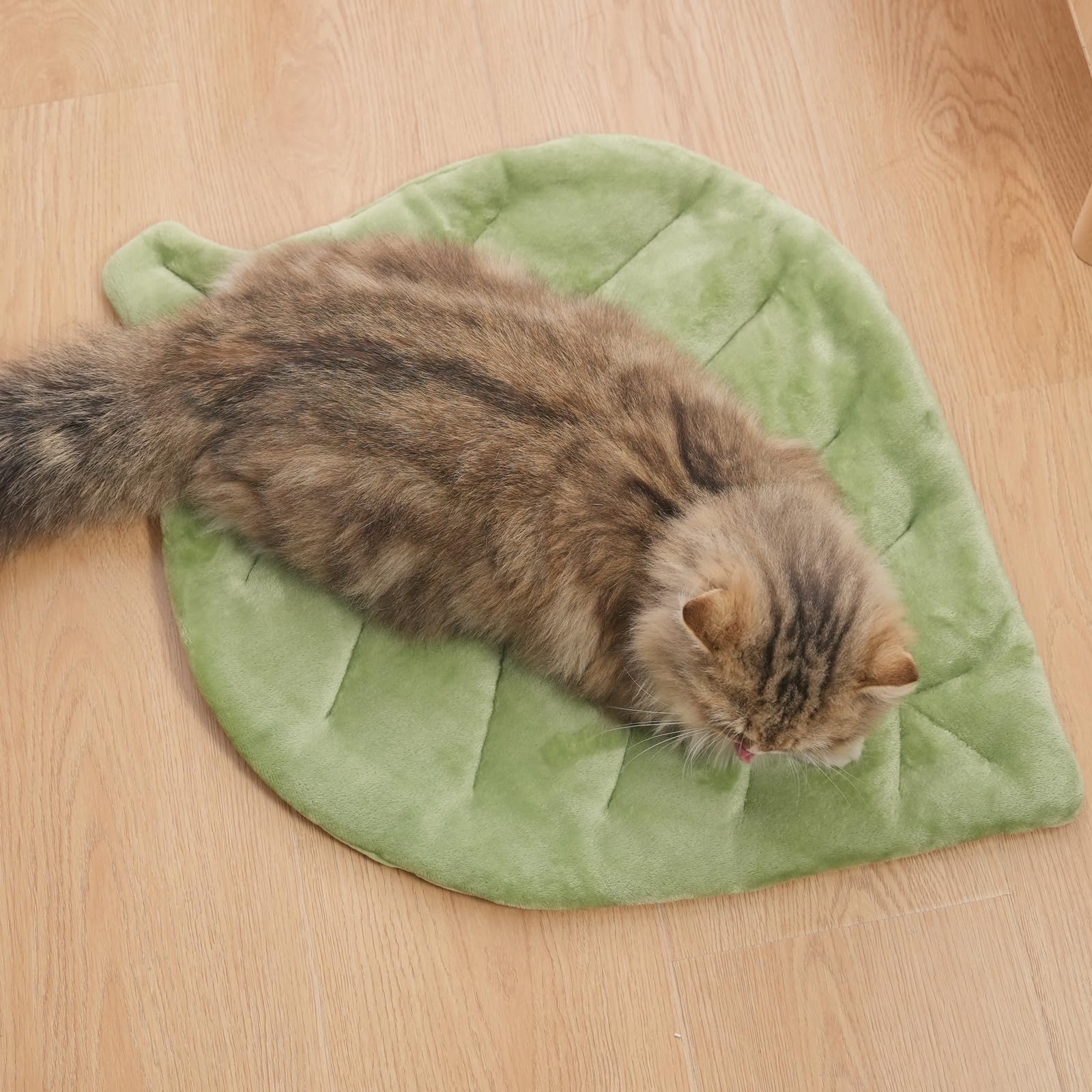 Nimorio usage dans le salon chat, coin repos pratique.