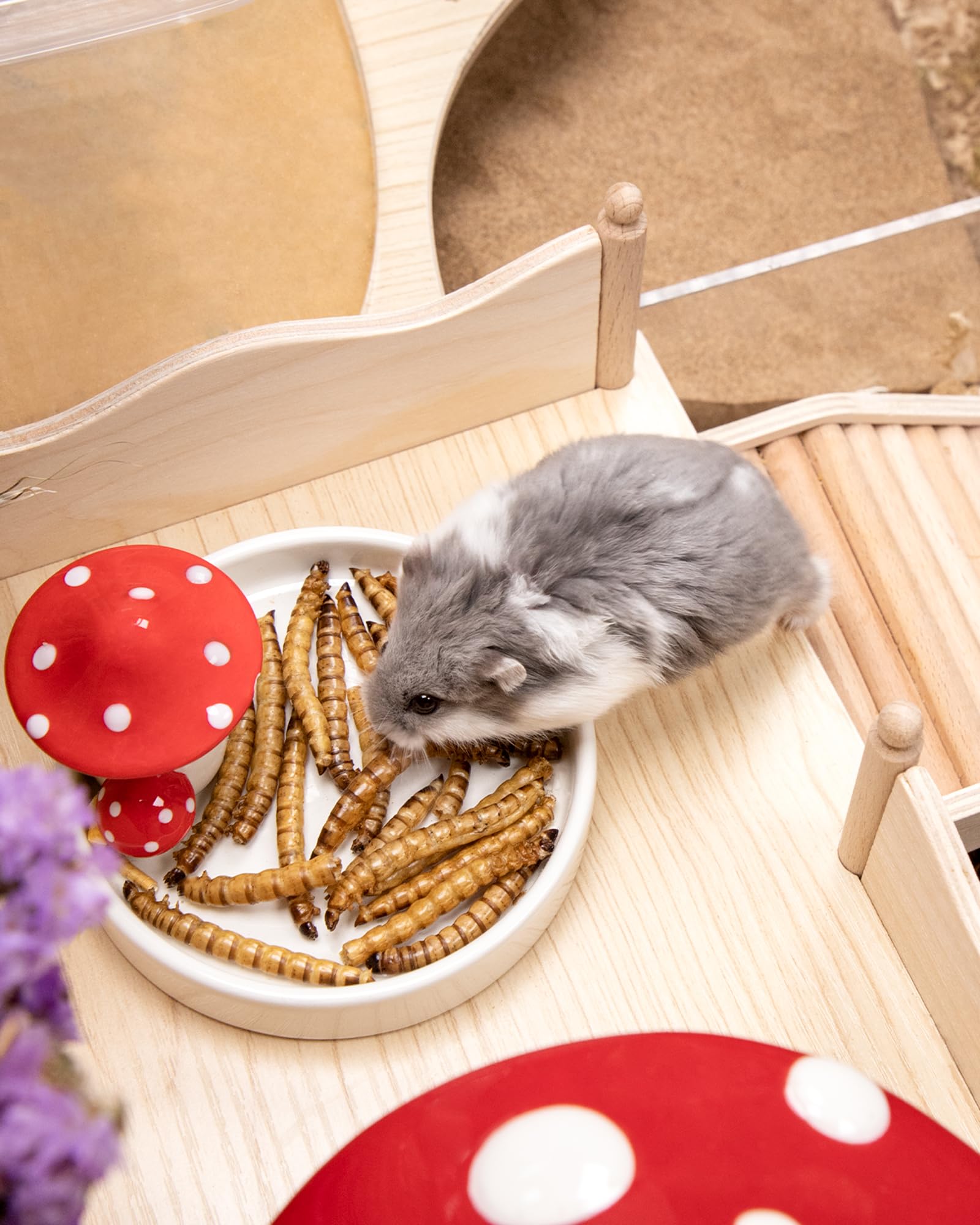 Niteangel bol festin pour petits animaux, moments de partage et jeu.