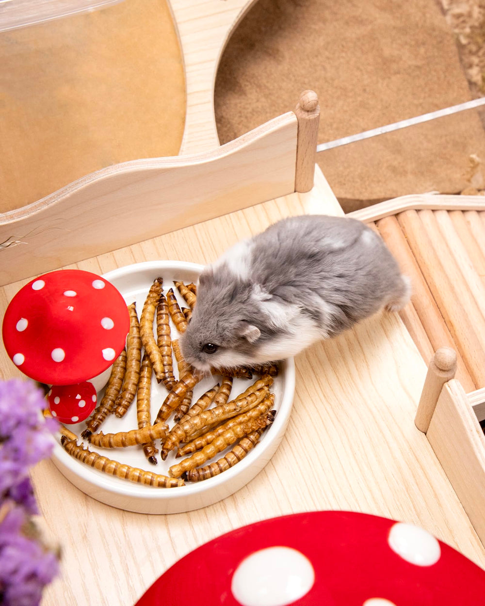Niteangel bol festin pour petits animaux, moments de partage et jeu.