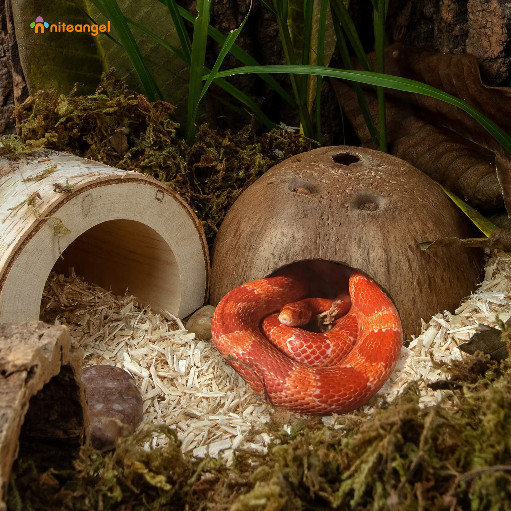 Niteangel cache-reptile coquille coco refuge naturel, idéal pour petits reptiles.