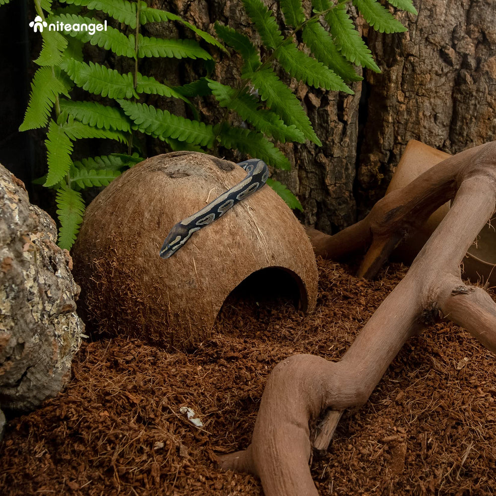 Niteangel cachette noix de coco, réfuge naturel favorisant le repos et le calme des animaux.
