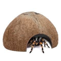 Niteangel cachette noix de coco, surface naturelle parfaite pour terrarium et refuges sûrs.
