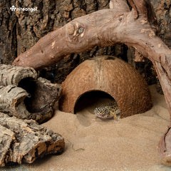 Cachette Niteangel en noix de coco, habitat terrarium naturel offrant un abri sécurisant pour reptiles.