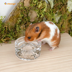 Gobelet verre Niteangel facile à nettoyer pour hamster et petits rongeurs.