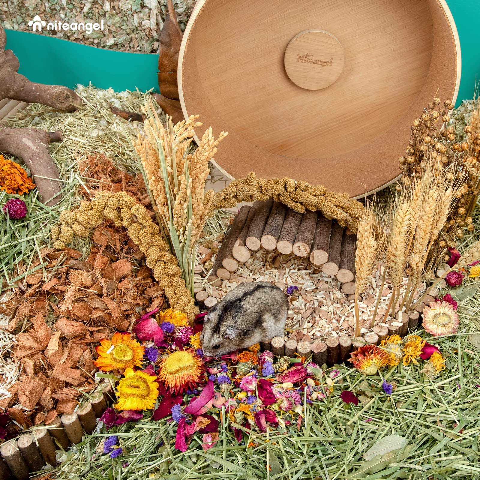 Habitat naturel avec pétales Niteangel pour petits amis