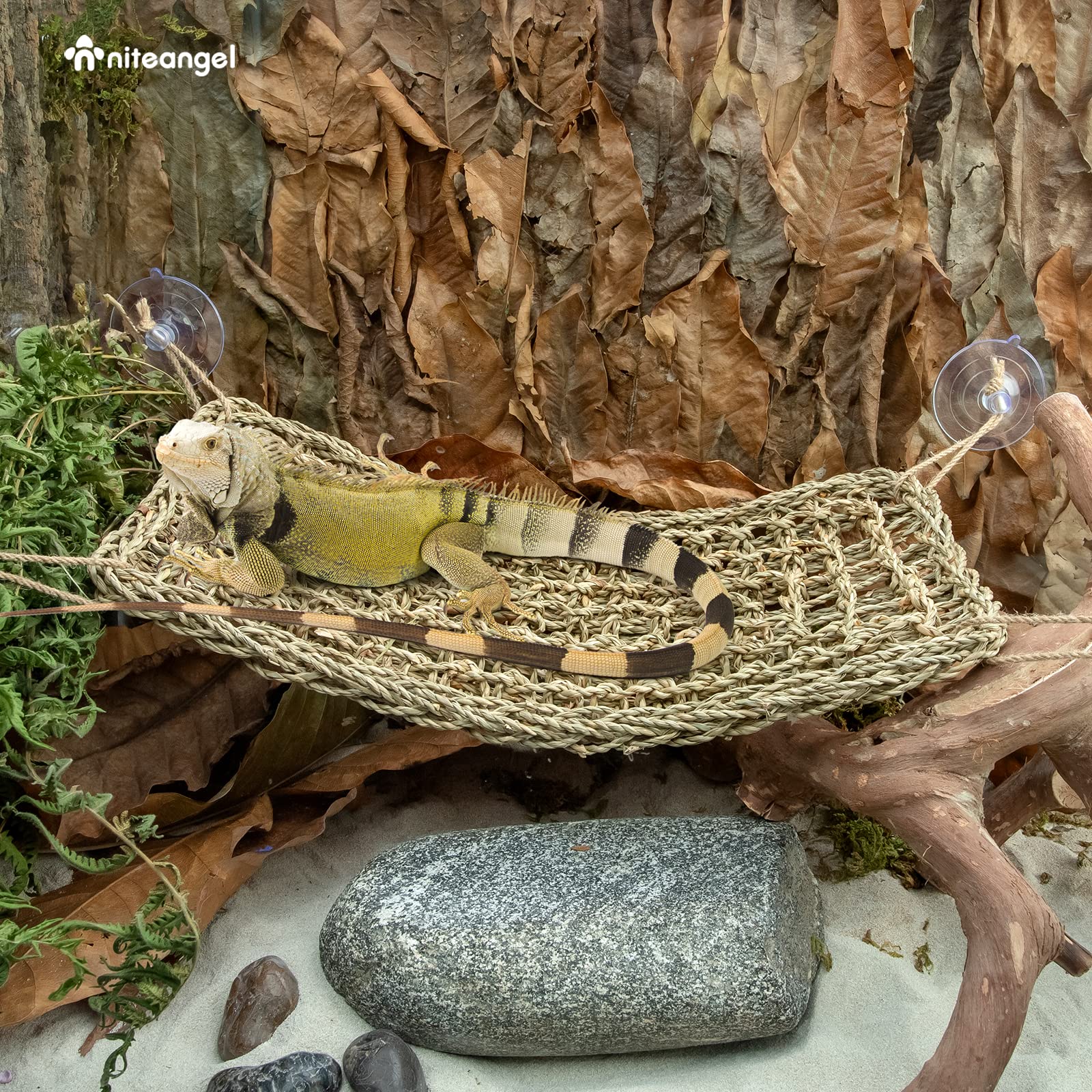 Jungle gym multi-niveaux Niteangel, espace d'exploration pour reptiles.