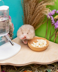 Niteangel hamster heureux – friandise naturelle pour moments de jeu et réconfort