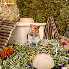 Niteangel maisonette hamster bois bouleau; décor charmant et adaptable.