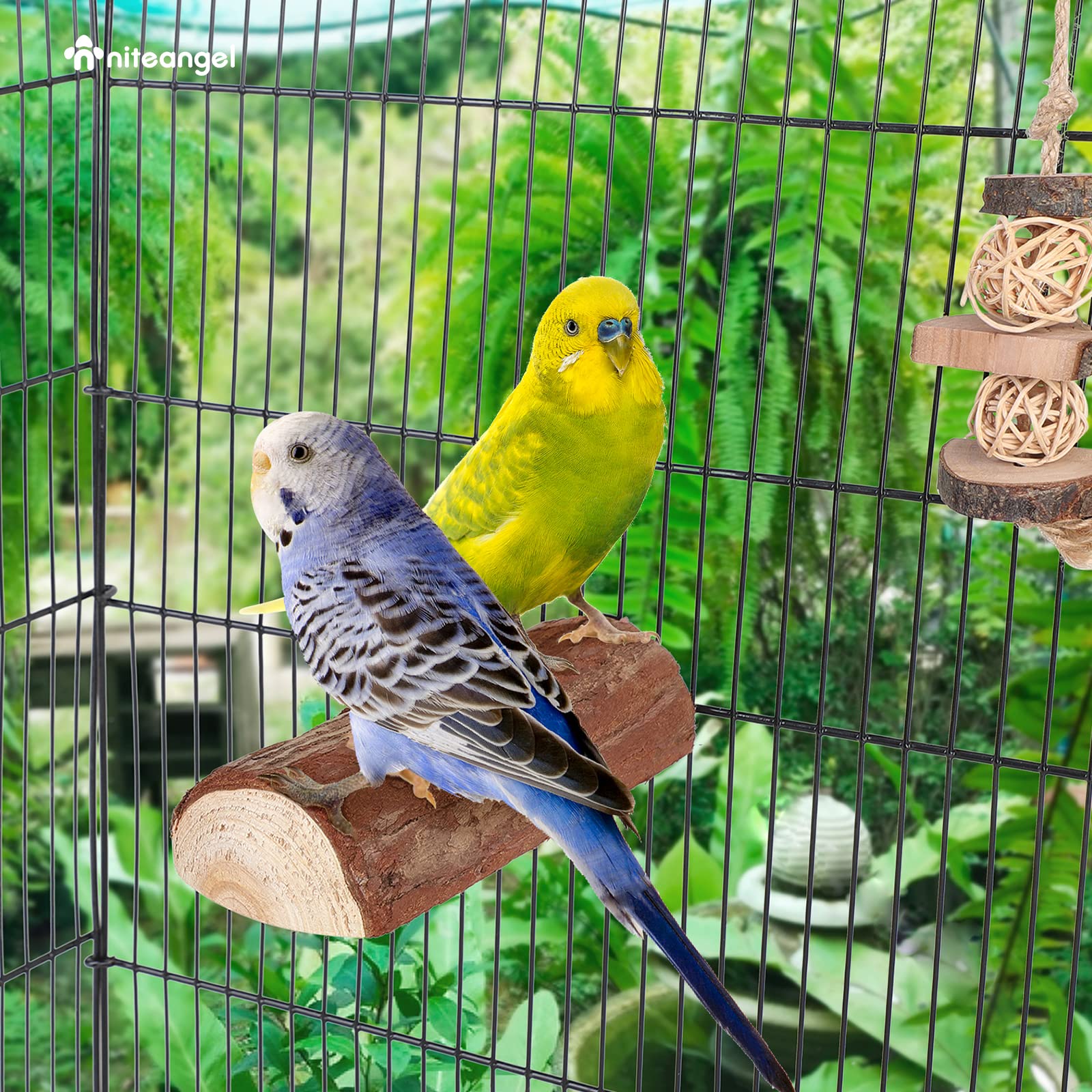 Niteangel perchoir en bois pour perroquet, dimensions 7x3 pouces.