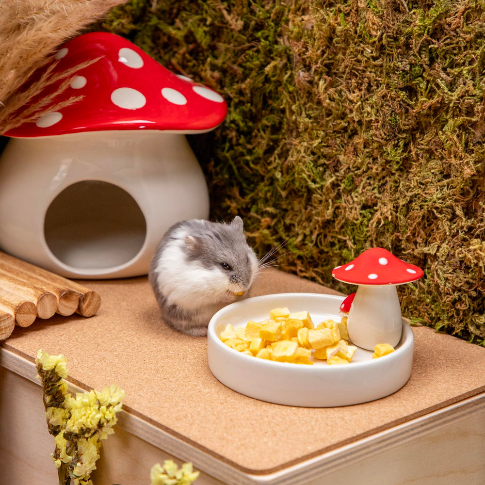 Niteangel petits animaux en action, récompense savoureuse.