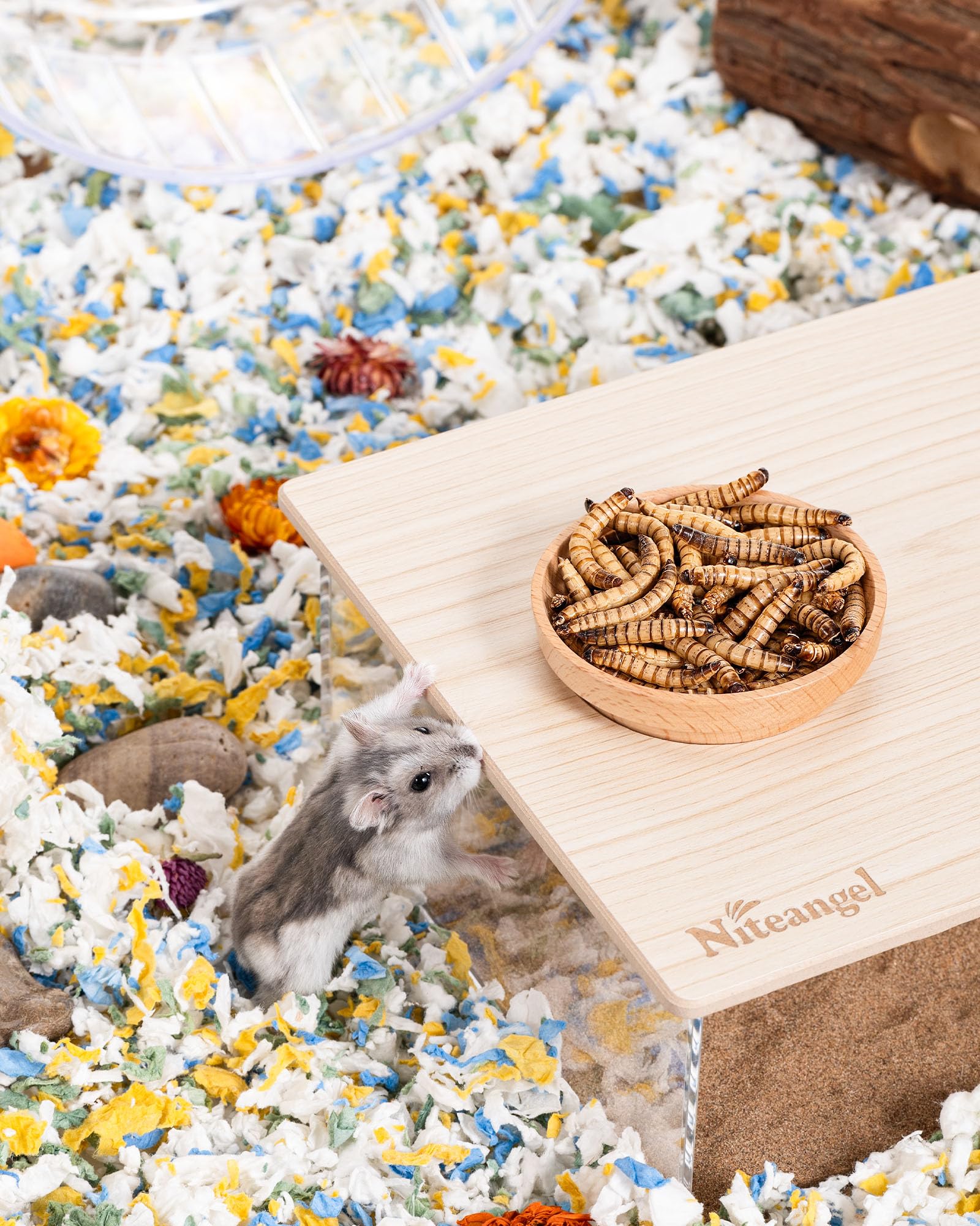 Niteangel petits animaux dégustent – moments d’attention et de plaisir.