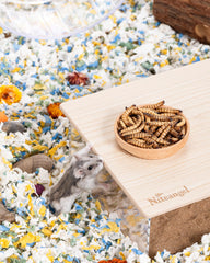 Niteangel petits animaux dégustent – moments d’attention et de plaisir.