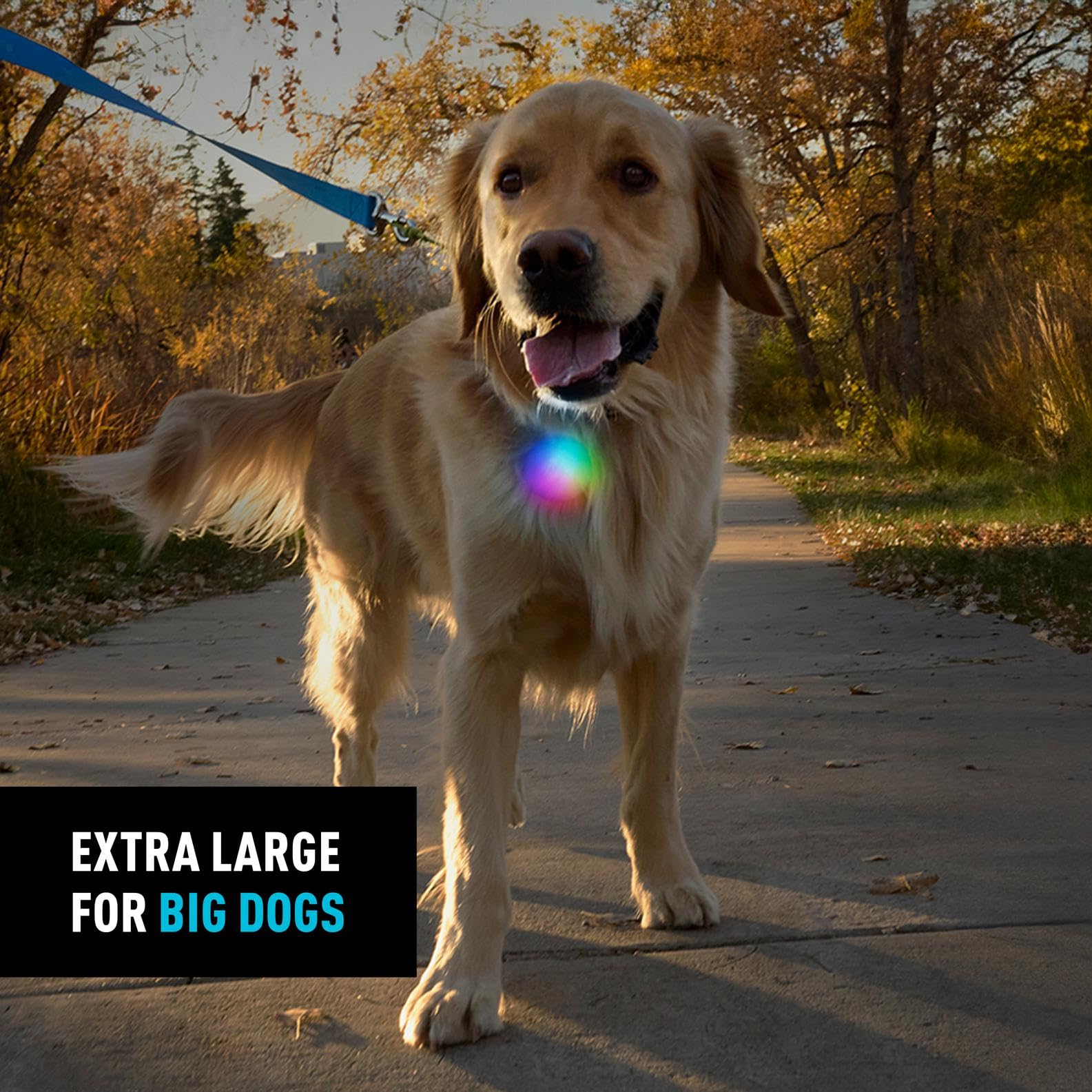 SpotLit XL avec clip en inox, attache fiable pour chien.