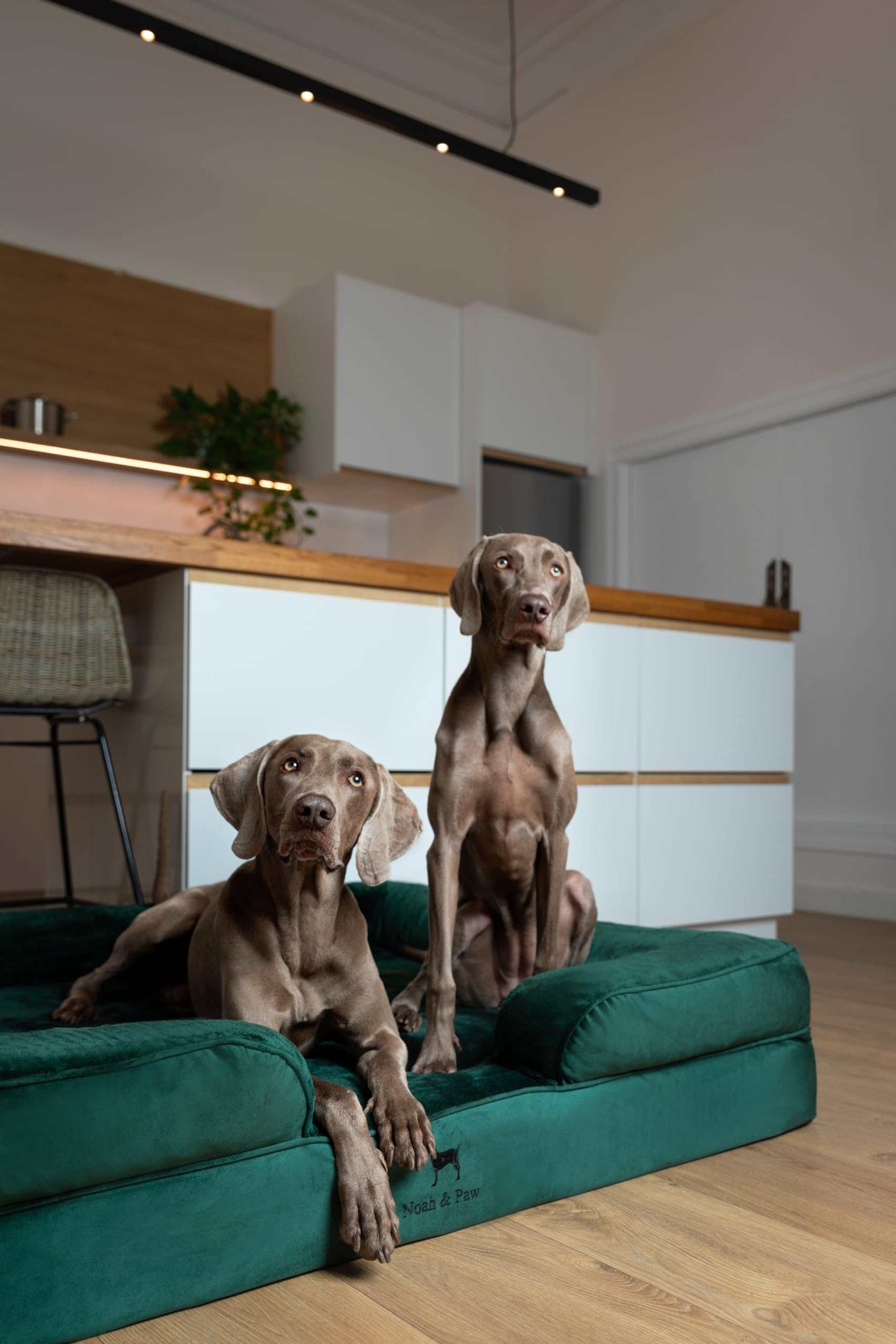 Coussin-bolster NOAH & PAW 5 pouces apportant rebord confortable.