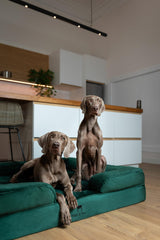 Coussin-bolster NOAH & PAW 5 pouces apportant rebord confortable.