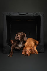 Cage Noah & Paw pliable 42 pouces argent, ventilation élevée et accessibilité