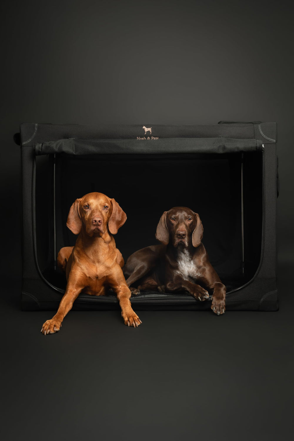 Cage Noah & Paw pliable 42 pouces noir, structure solide et pratique