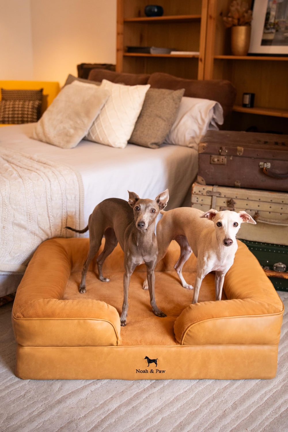 NOAH & PAW dimensions 35x25x11 po adaptées à toutes les tailles.